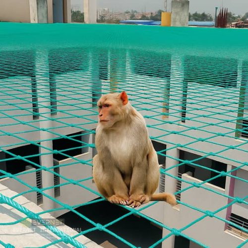 Anti Monkey protection safety net for buliding and premises by sportsnetfactory.in